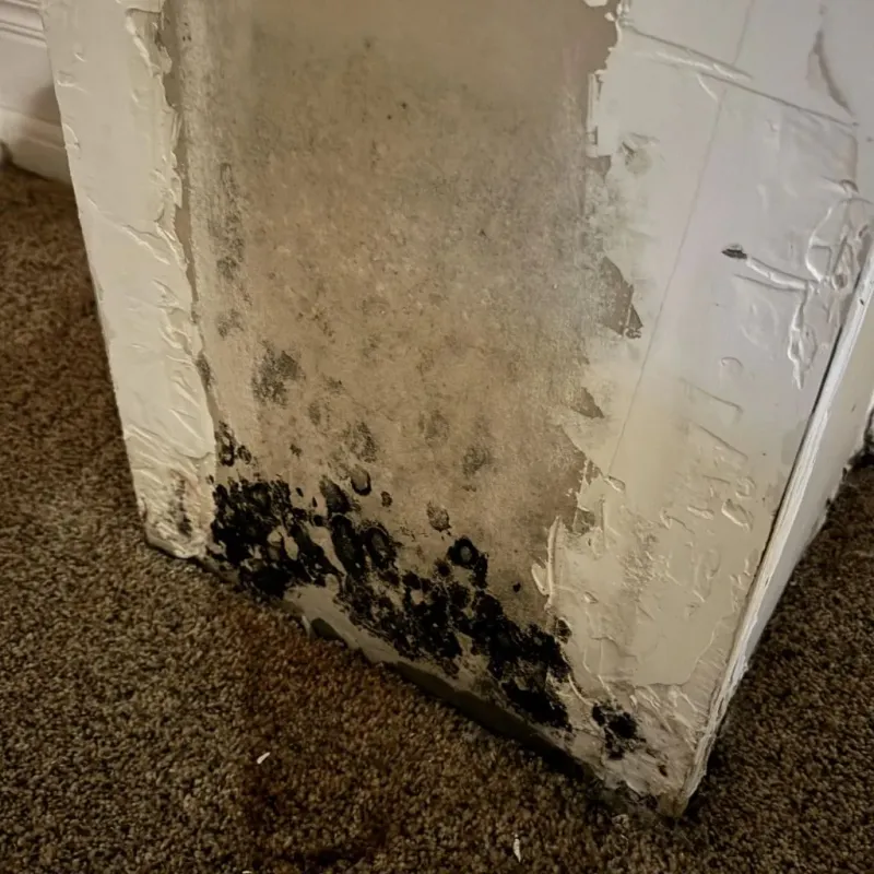 Professional Mold Removal in Mechanicsville, VA